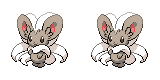cinccino
